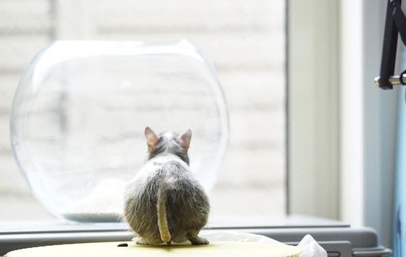 部屋んぽを楽しむデグー