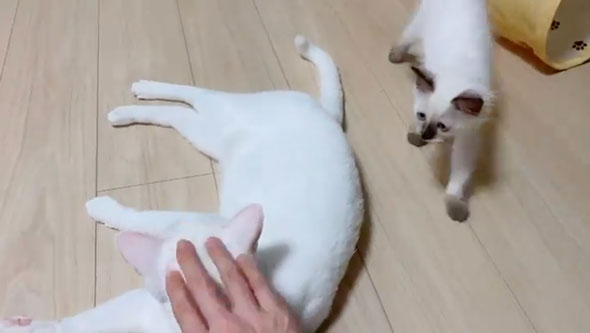 猫をなでる子猫