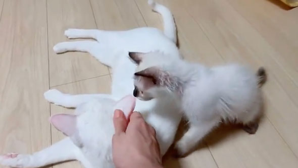 猫をなでる子猫