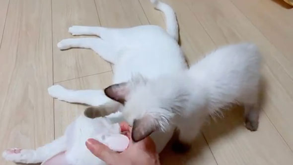 猫をなでる子猫