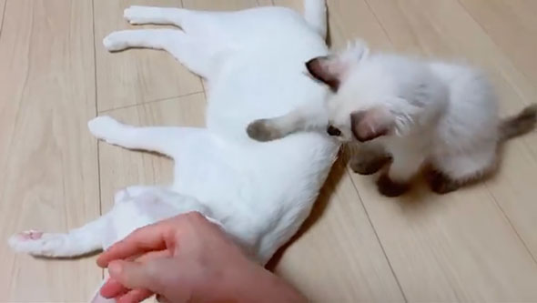 猫をなでる子猫