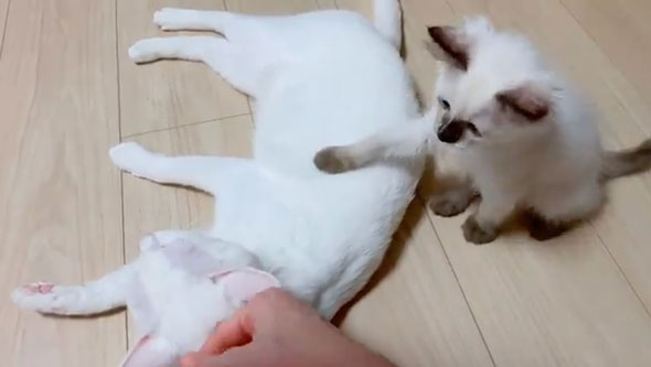 猫をなでる子猫