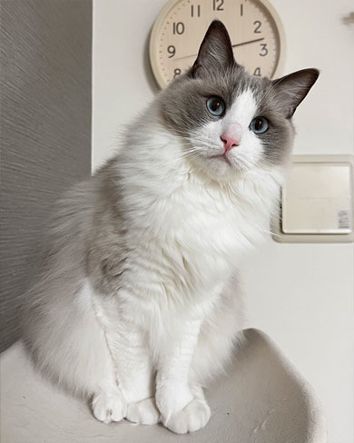 ラグドールの男の子