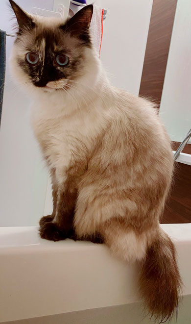 お風呂に付き合う猫