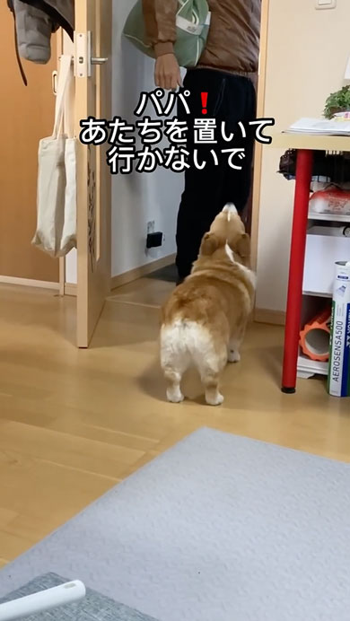 10年間父をだましているコーギー