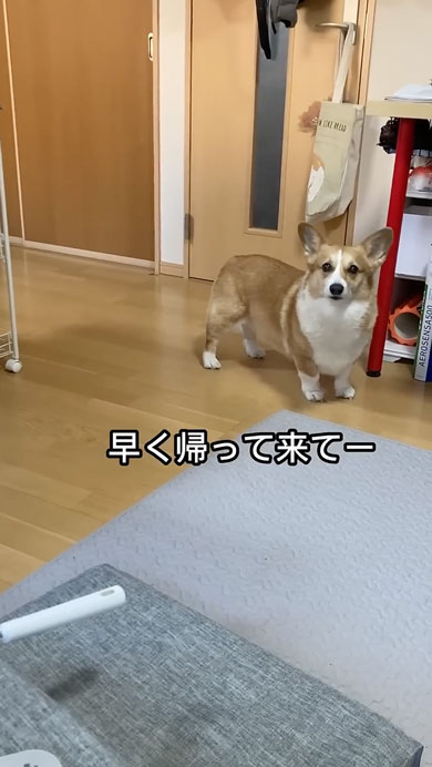 10年間父をだましているコーギー