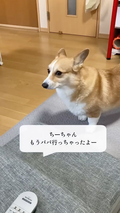 10年間父をだましているコーギー