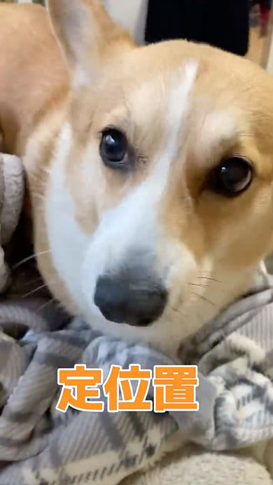 10年間父をだましているコーギー