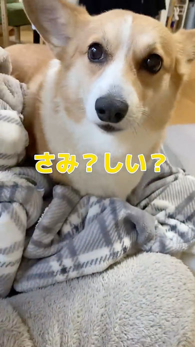 10年間父をだましているコーギー