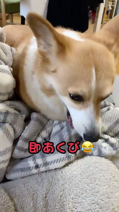 10年間父をだましているコーギー