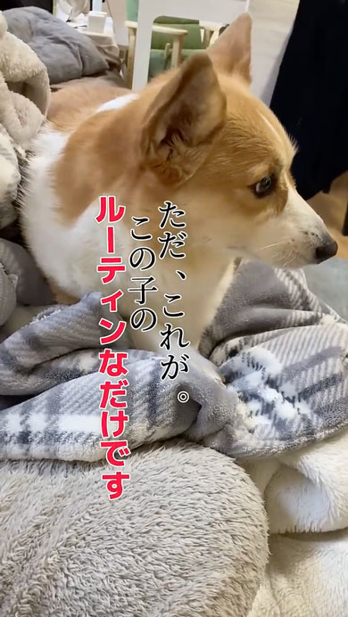 10年間父をだましているコーギー