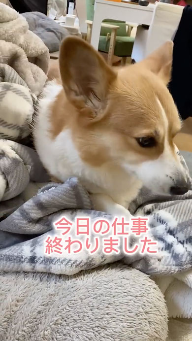 10年間父をだましているコーギー