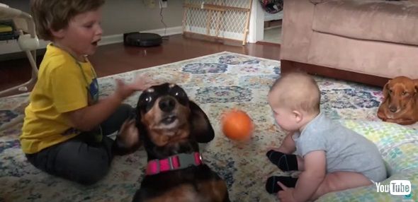 注目してほしいワンコ