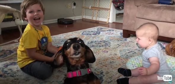 注目してほしいワンコ