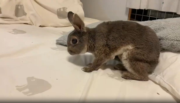 ダッシュするうさぎ