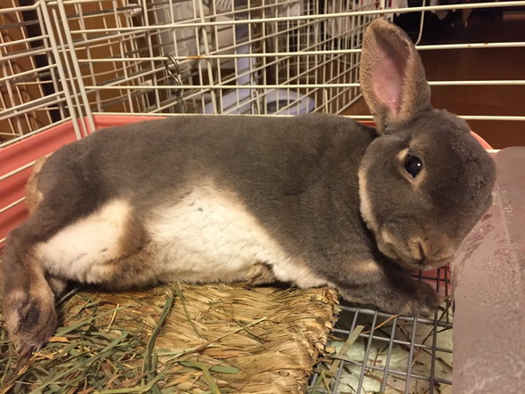 横になるうさぎ