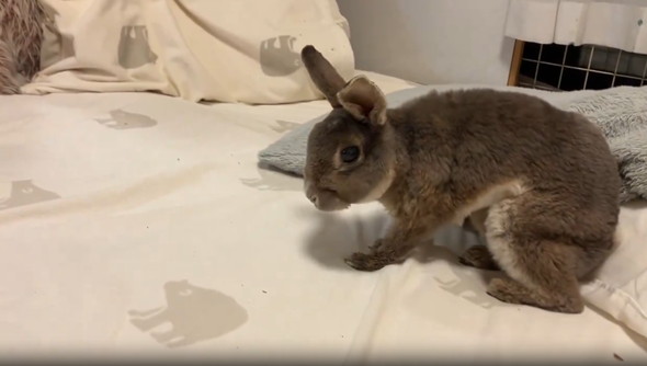 クロチク跳ねるうさぎさん!歳を超えても元気です クロチク跳ねるうさぎさん!歳を超えても元気です