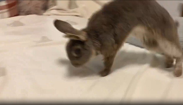 ダッシュするうさぎ