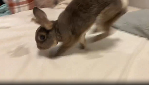 ダッシュするうさぎ