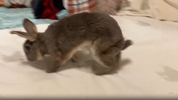 ダッシュするうさぎ