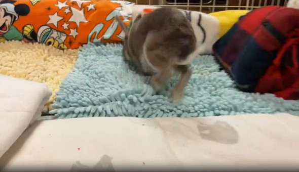 ダッシュするうさぎ