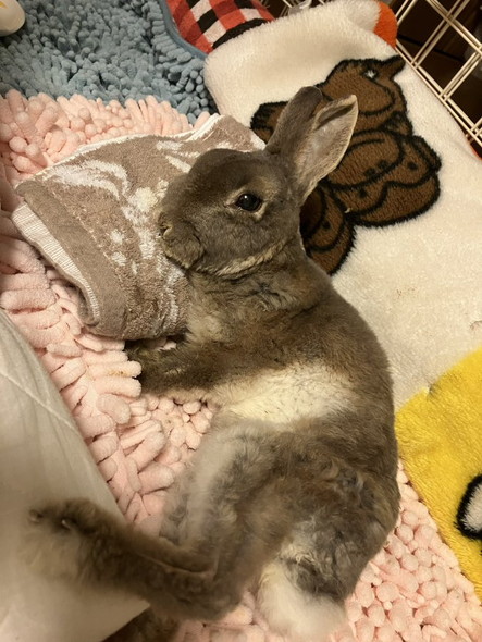 横になるうさぎ