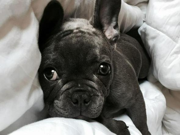 犬の呼吸が早い・息が荒い原因