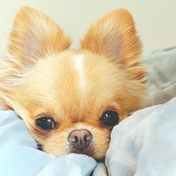 犬の呼吸が早い・息が荒い原因