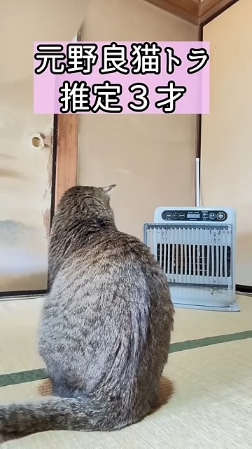 保護猫