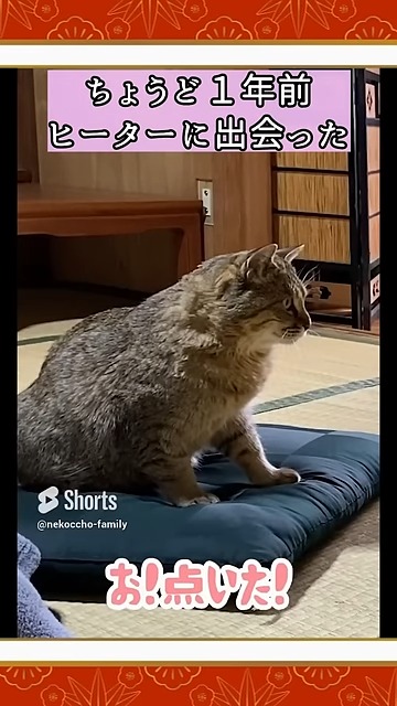 ヒーターと出会うニャンコ