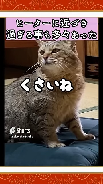 ヒーターに近づきすぎるニャンコ