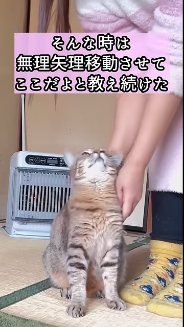 場所を教えられるニャンコ