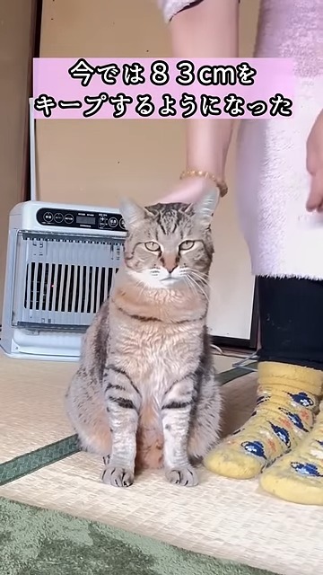 一定距離をキープするニャンコ