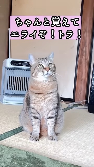 場所を覚えるニャンコ