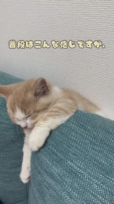 ソファで寝るマンチカンの子猫ちゃん