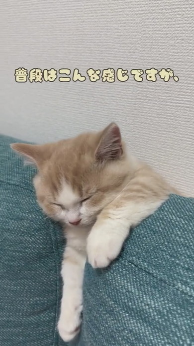 ソファで寝るマンチカンの子猫ちゃん