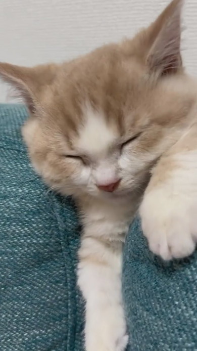 ソファで寝るマンチカンの子猫ちゃん