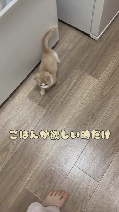 ごはんが欲しくておなかを見せるマンチカンの子猫ちゃん
