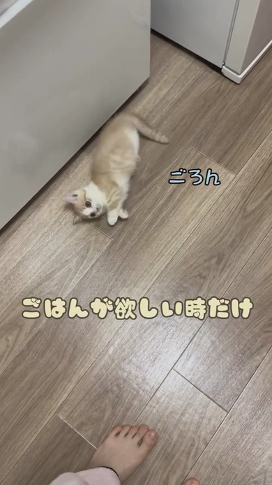 ごはんが欲しくておなかを見せるマンチカンの子猫ちゃん