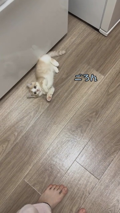 ごはんが欲しくておなかを見せるマンチカンの子猫ちゃん