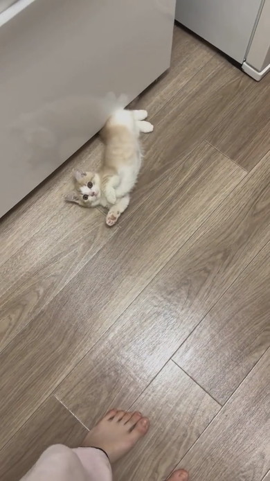 ごはんが欲しくておなかを見せるマンチカンの子猫ちゃん