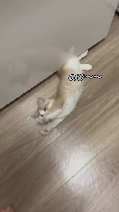 ごはんが欲しくておなかを見せるマンチカンの子猫ちゃん