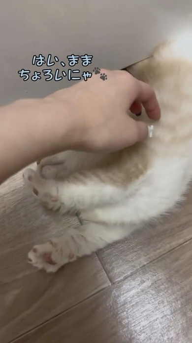 ソファで寝るマンチカンの子猫ちゃん