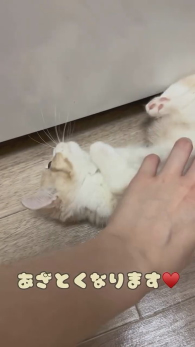 ソファで寝るマンチカンの子猫ちゃん