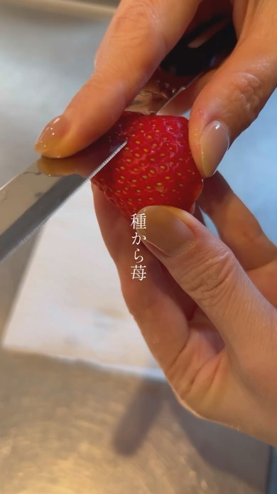 スーパーのイチゴから栽培する様子