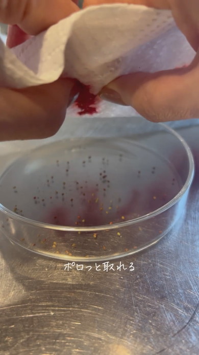 スーパーのイチゴから栽培する様子