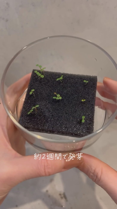 スーパーのイチゴから栽培する様子