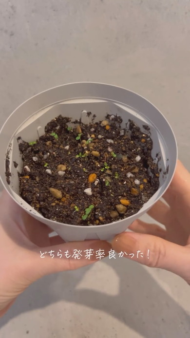 スーパーのイチゴから栽培する様子