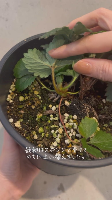 スーパーのイチゴから栽培する様子