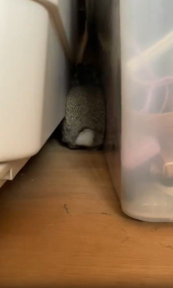 バックするうさぎ